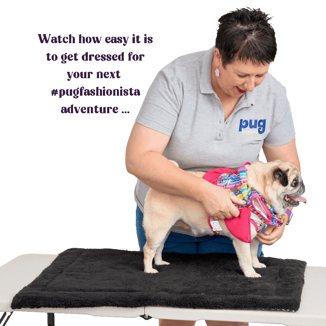 A woman helps a fawn pug get dressed in a colorful striped dress with a hot pink skirt while standing on a black mat on a table. The woman is wearing a grey polo shirt with a “pug” logo, and she’s smiling as she gently assists the pug. Text on the image reads, “Watch how easy it is to get dressed for your next #pugfashionista adventure…” on a bright green background.