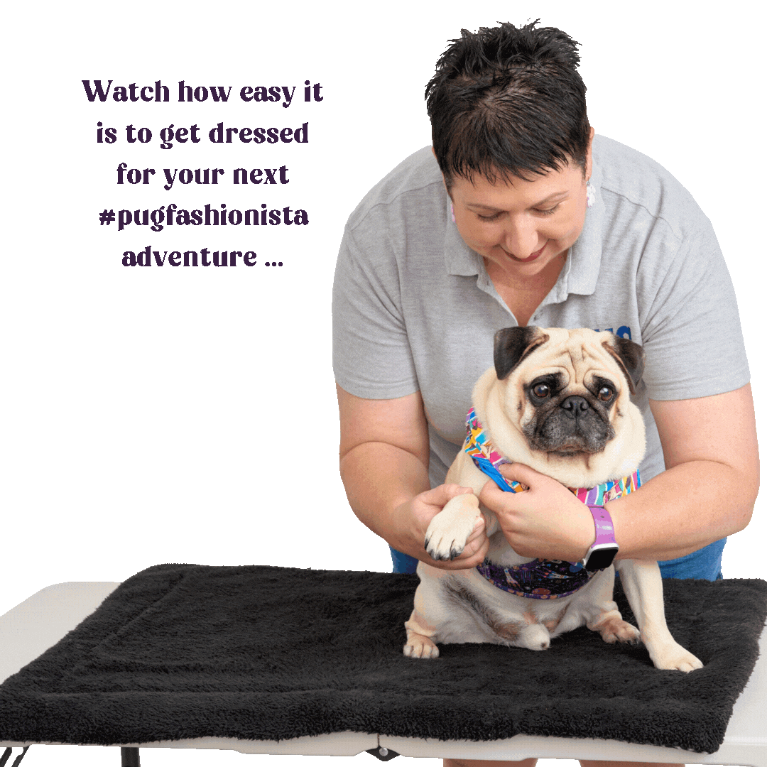 A woman in a grey polo shirt with a “pug” logo gently helps a fawn pug put on a colorful striped t-shirt while standing on a black mat on a white table. The pug sits calmly, looking at the camera, as the woman lifts one of its front paws through the sleeve. Text on the bright green background reads, “Watch how easy it is to get dressed for your next #pugfashionista adventure…”