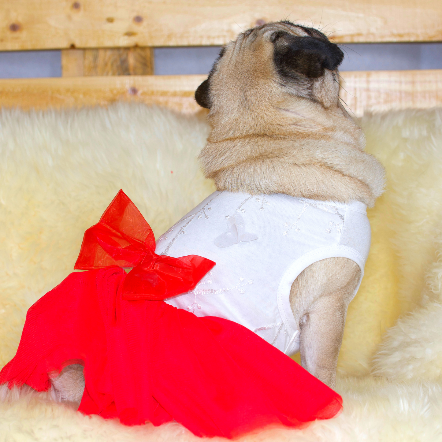 Fawn Pug wearing a Soft cotton bodice with a fine embroidered mesh overlay, with pretty multi-layered red tulle skirt and red tulle bowtie at the waist