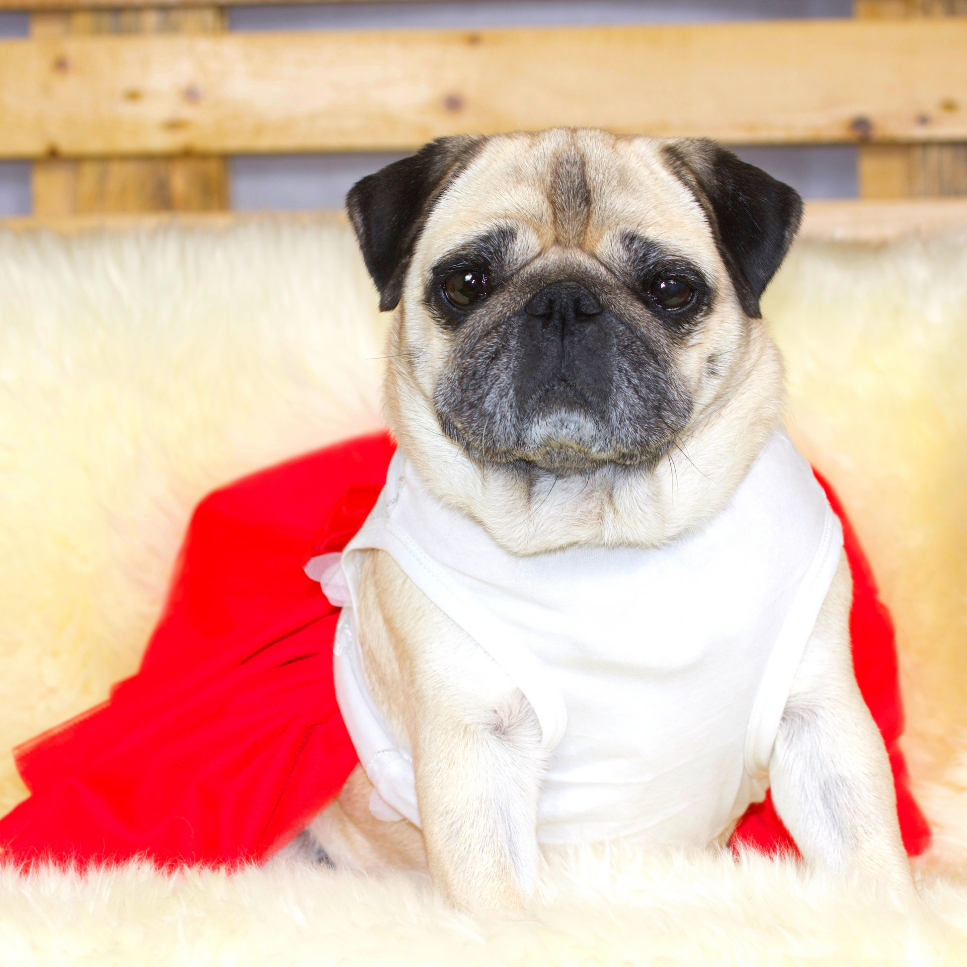 Fawn Pug wearing a Soft cotton bodice with a fine embroidered mesh overlay, with pretty multi-layered red tulle skirt and red tulle bowtie at the waist