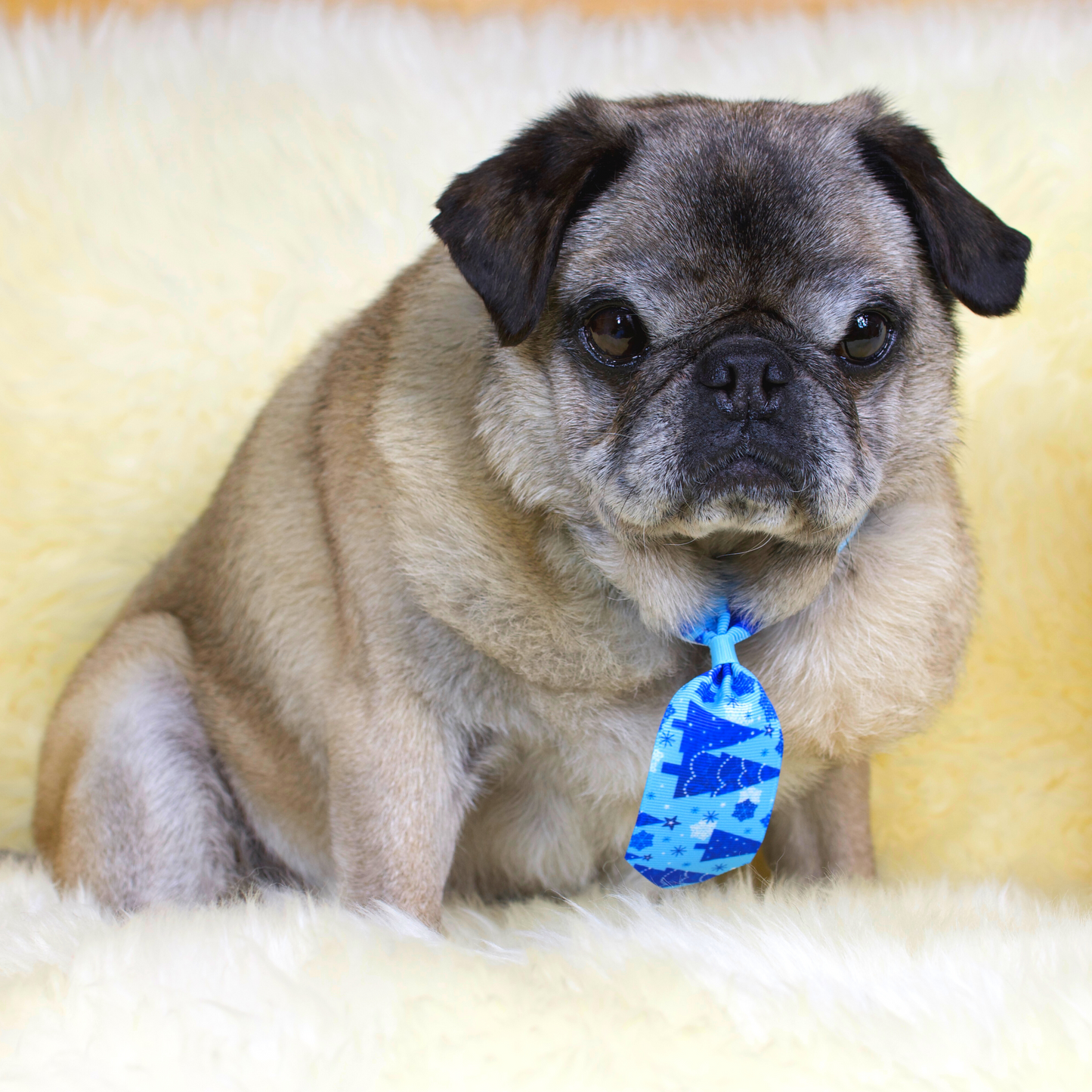 Christmas Pug Bowties and Neckties