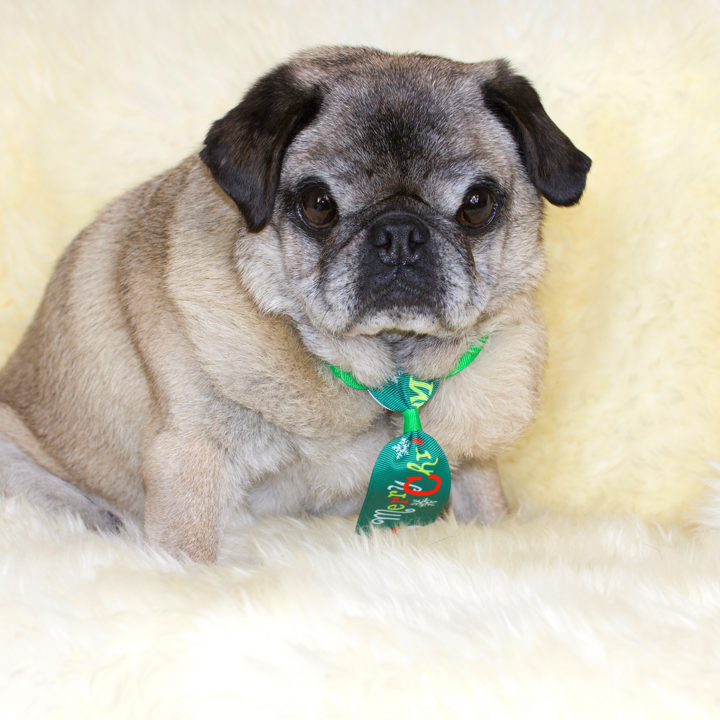 Christmas Pug Bowties and Neckties