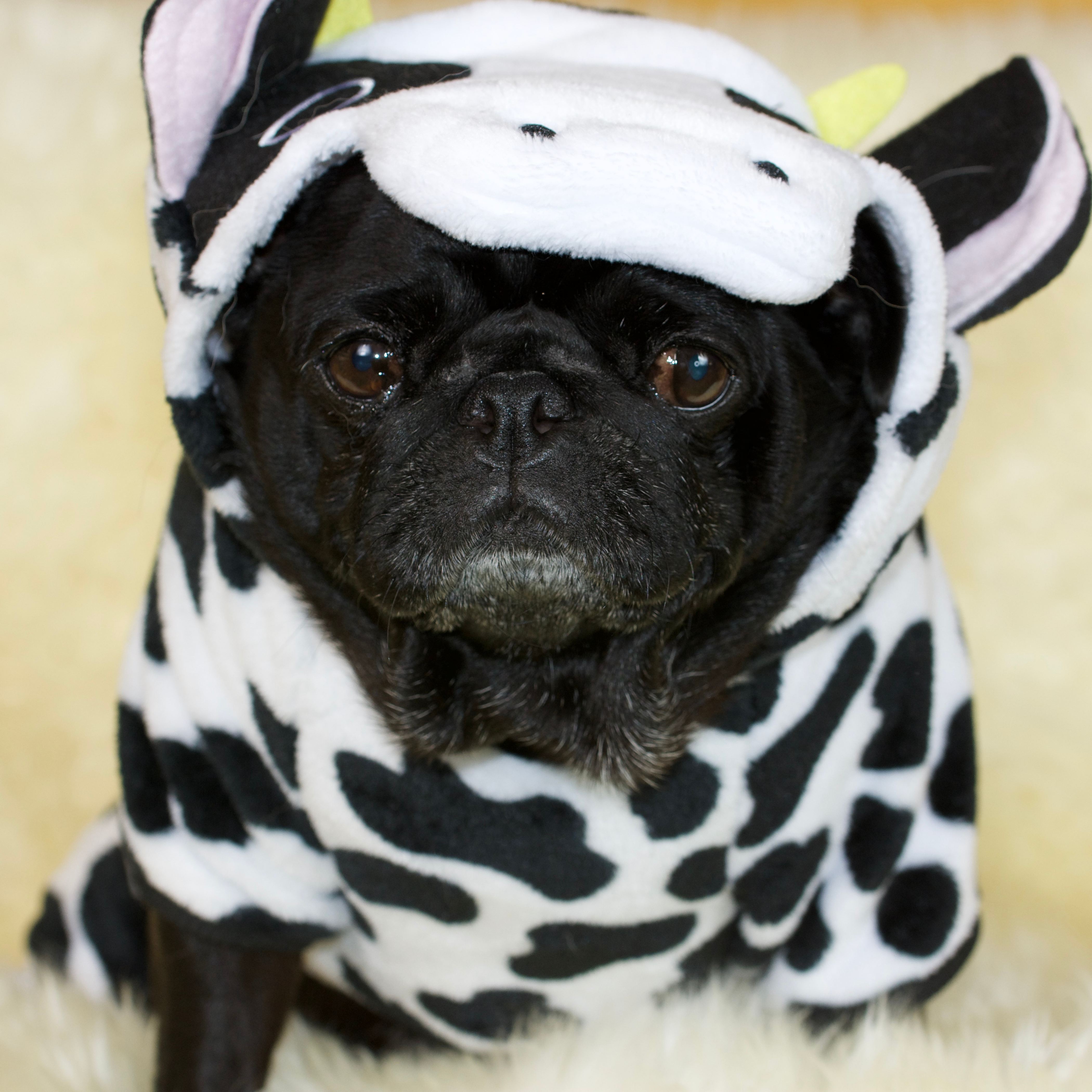 Cow Pug Winter Pyjamas Pug Parties