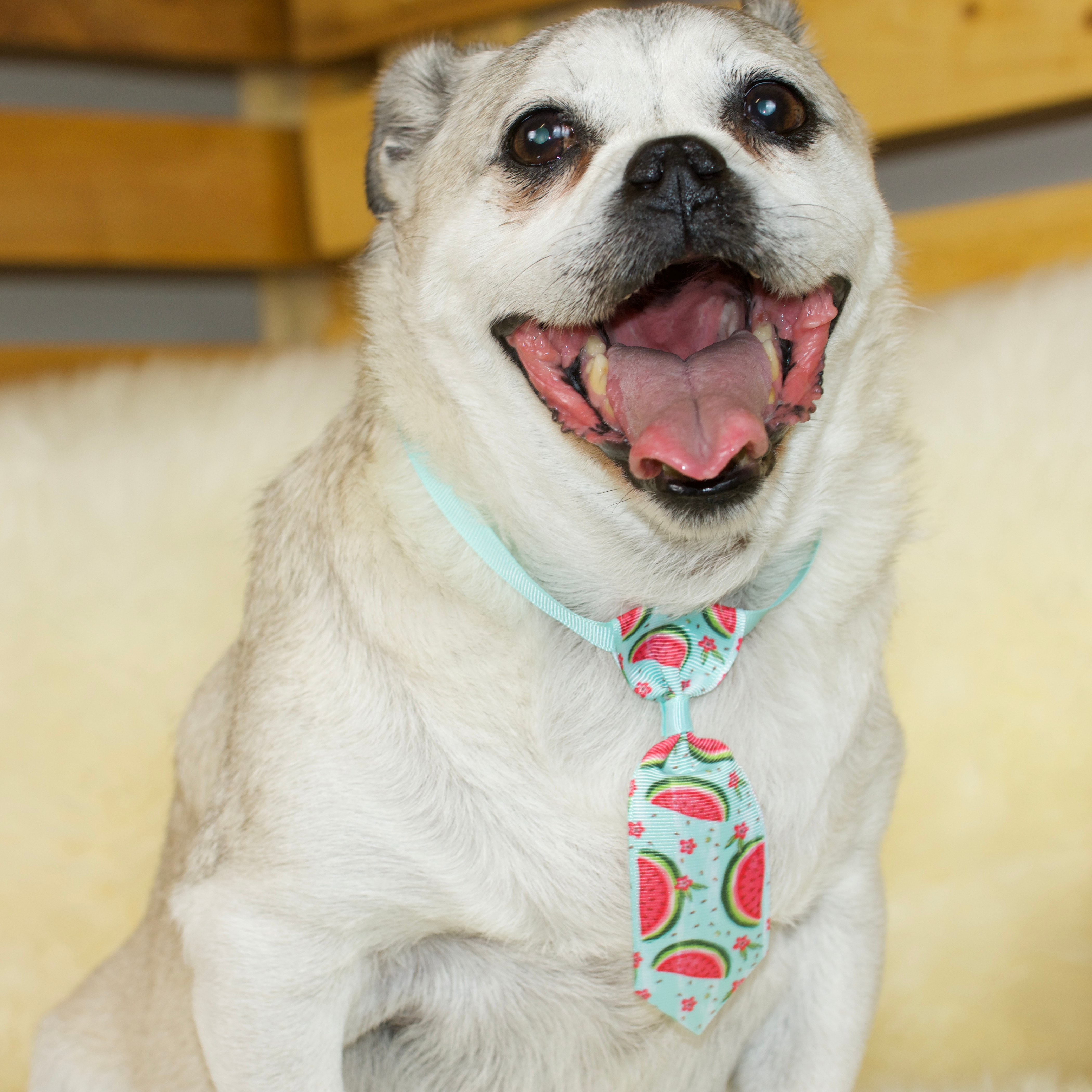 Fruity Puggie Neckties and Bowties