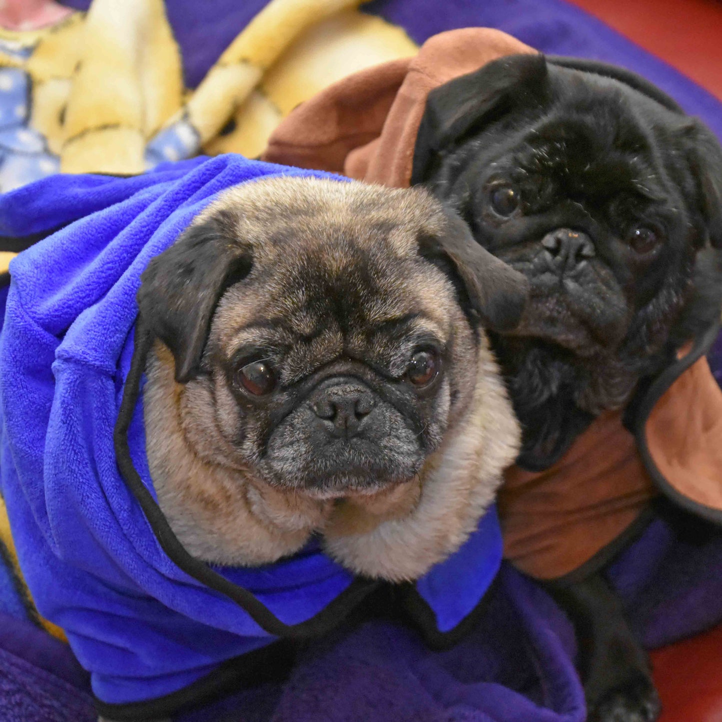 A male fawn pug wearing a blue super absorbent microfibre bathrobe