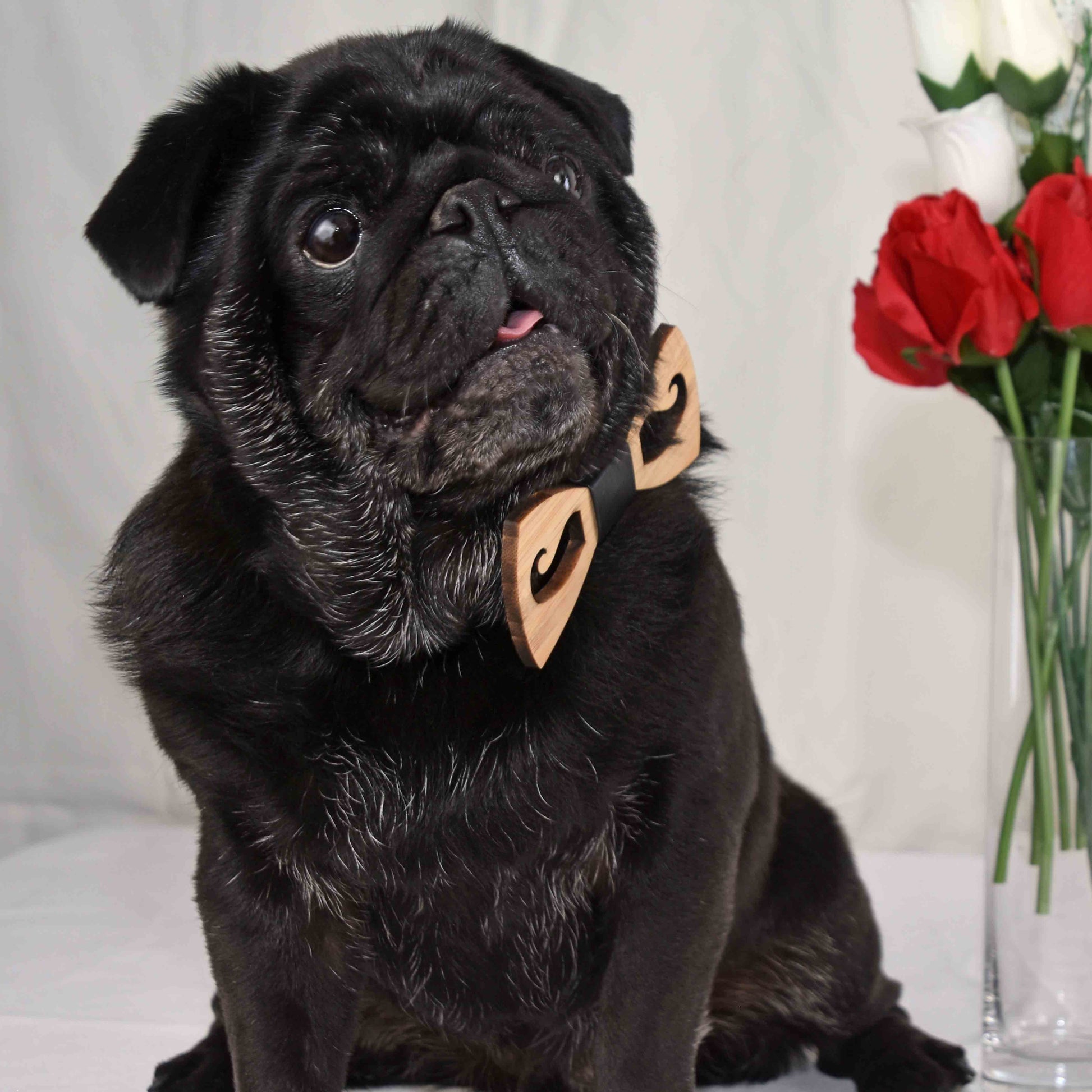 a male black pug wearing a Moustache cut Bamboo Bowtie