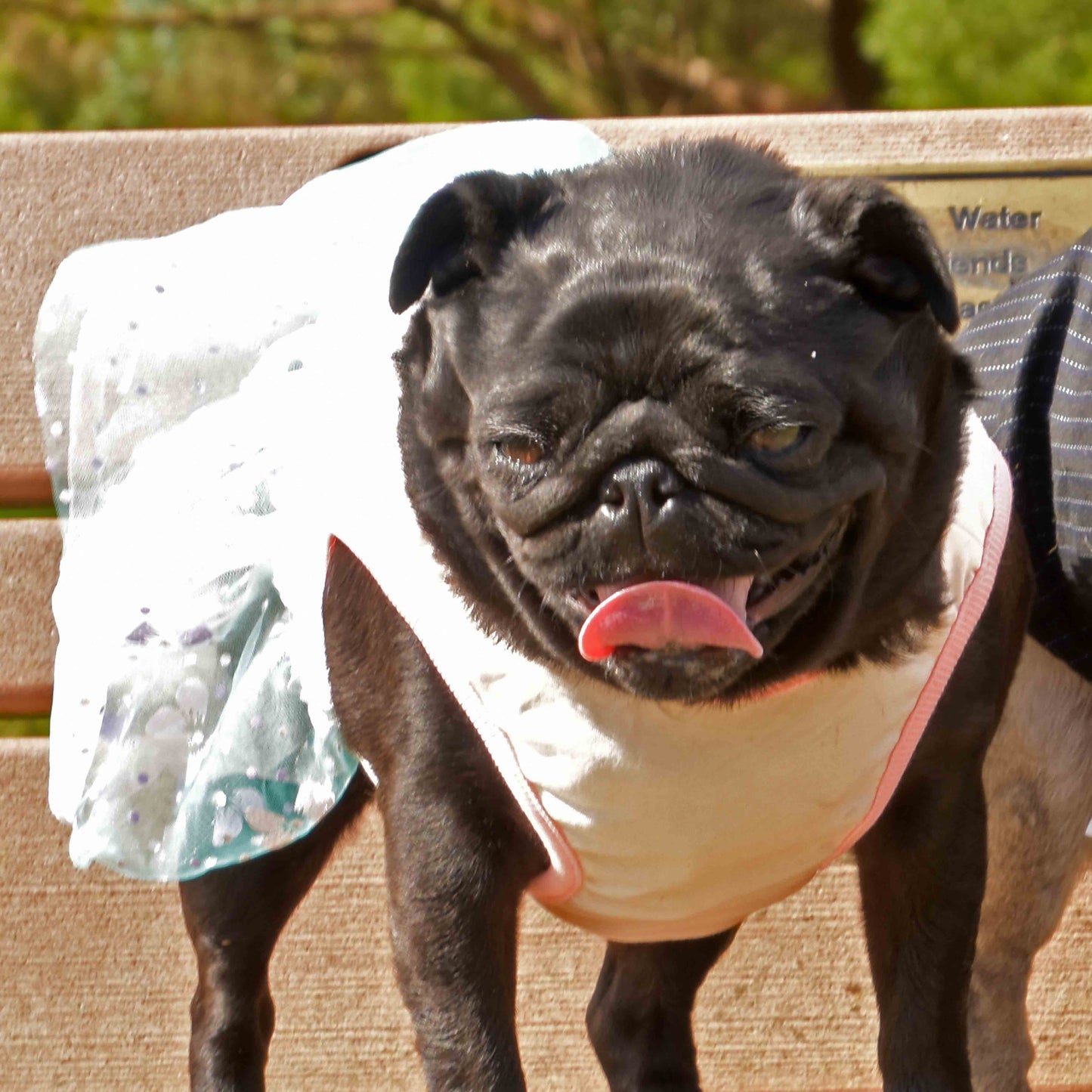 A black female pug is wearing a Summer Princess Dress