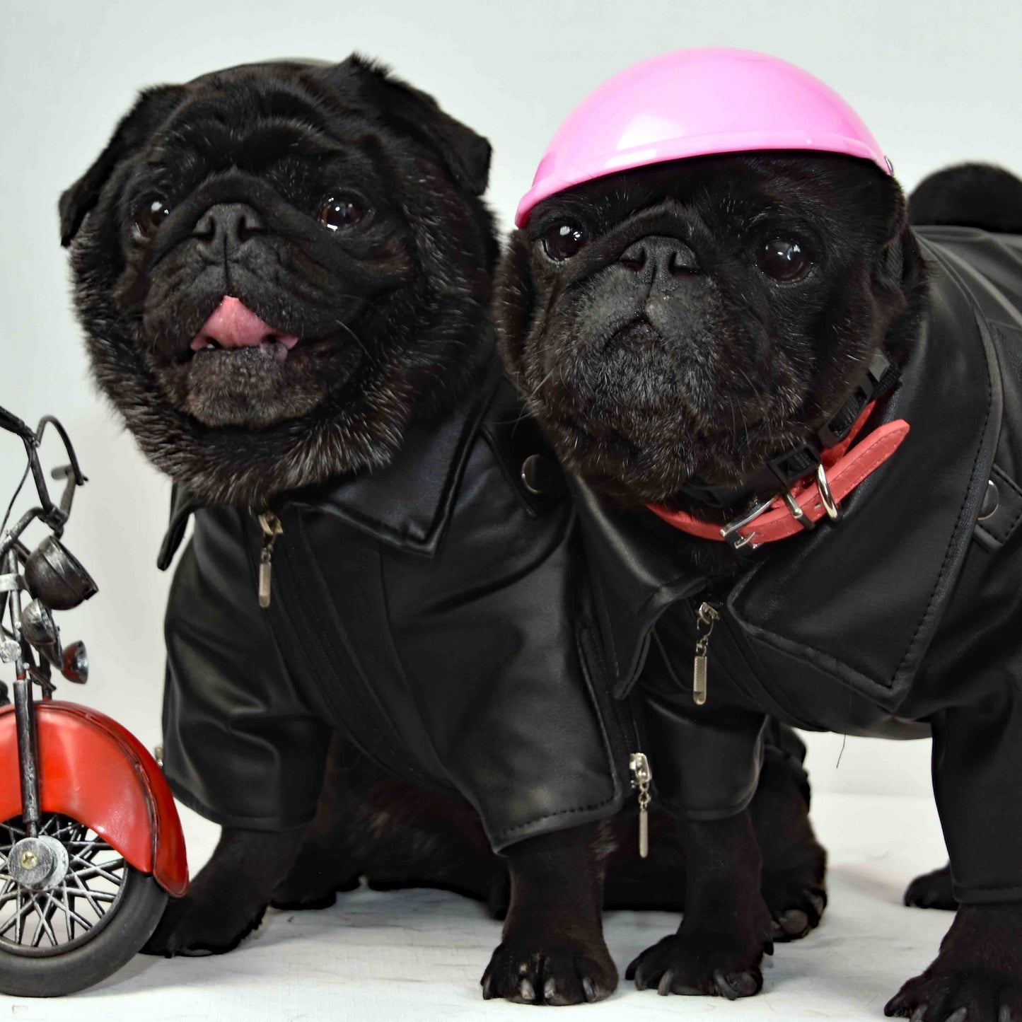 A black female pug is wearing a Black Helmet