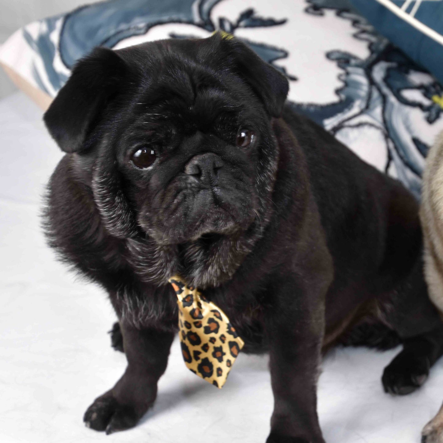 A black pug wearing a leopard print necktie