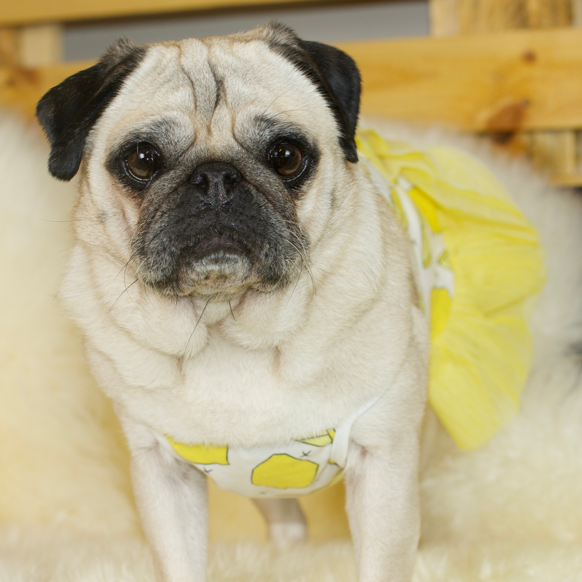 A fawn female pug wearing a Lemon Fruit Pug Dress