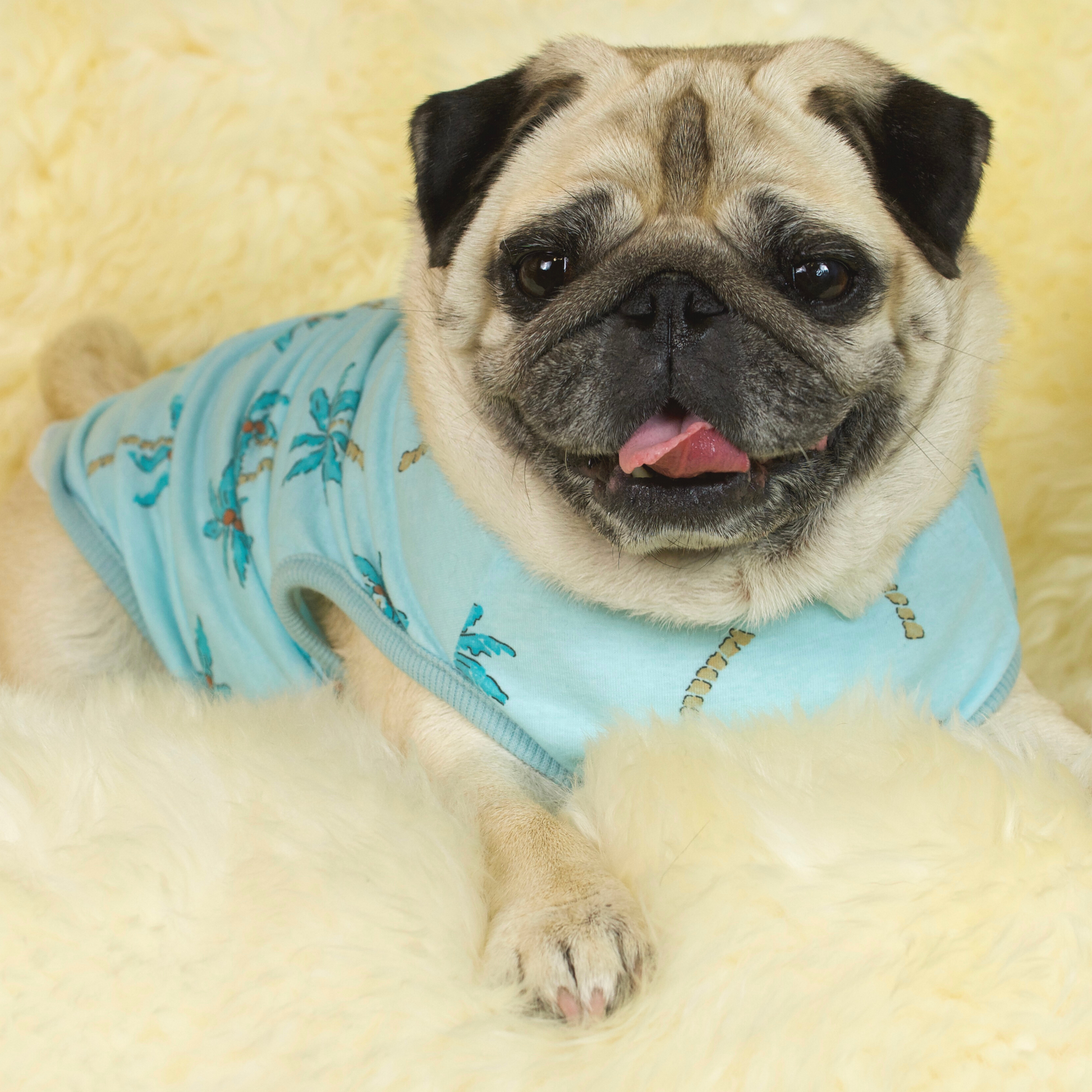 A fawn female pug wearing a palm tree print t-shirt