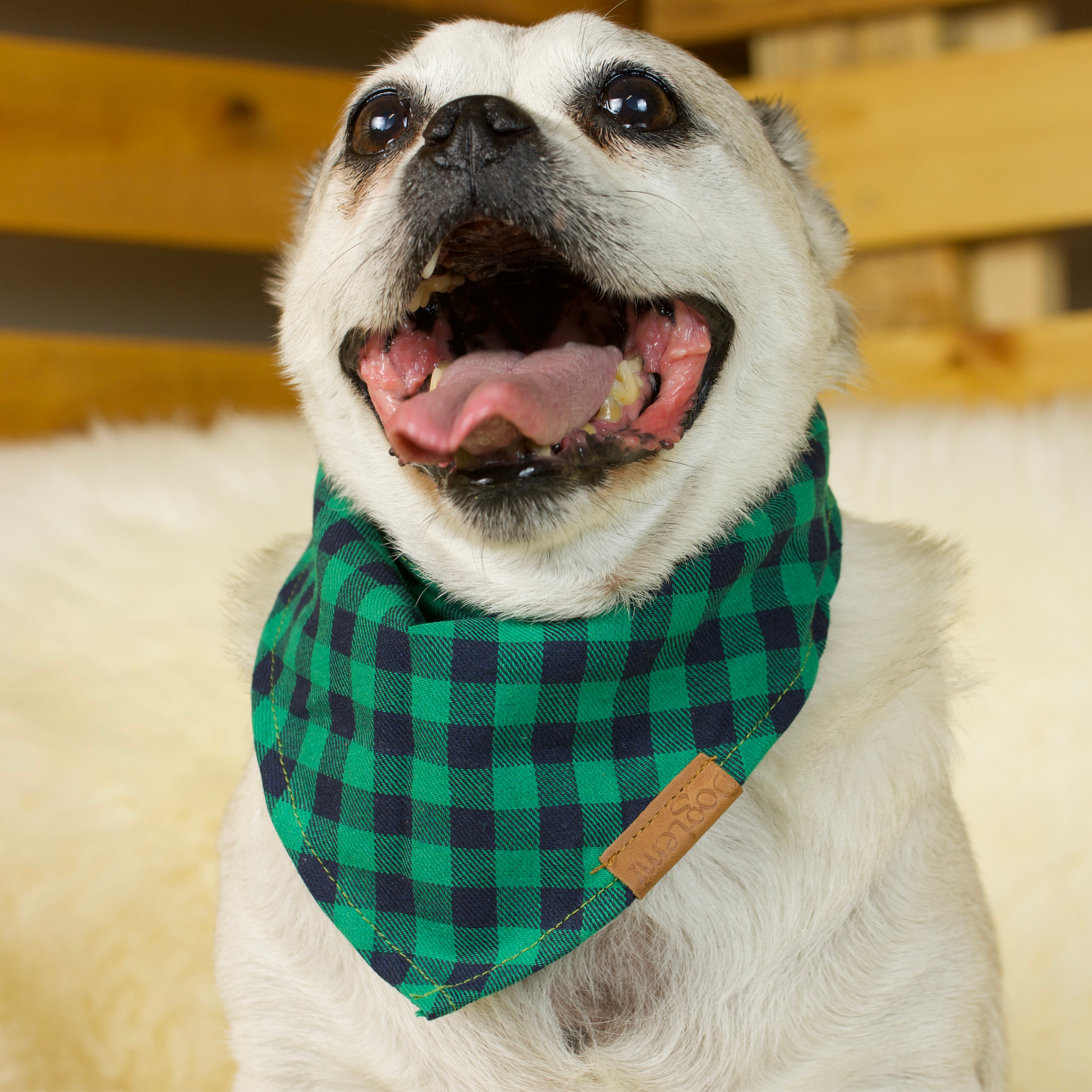 A fawn male Jug wearing a Green Flannel patterned cotton scarf