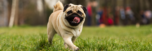 PUG PAWRENTING CONFESSION: I lost my Pug at Play Group