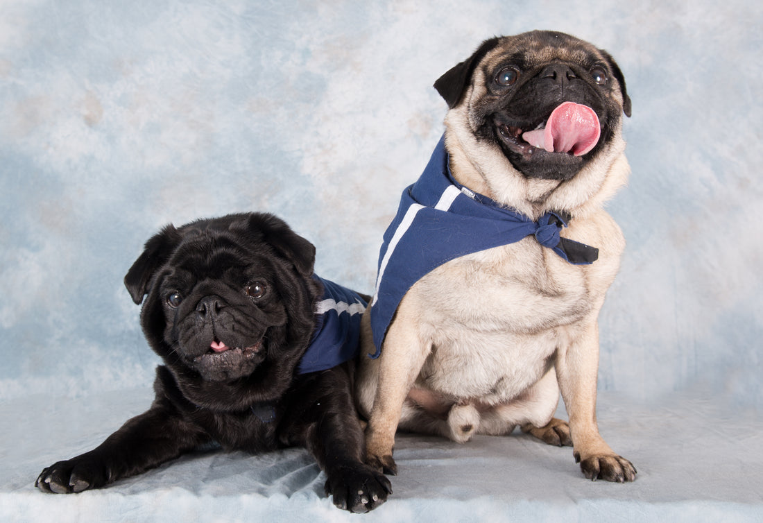 Should I adopt a rescue Pug or buy from a breeder?
