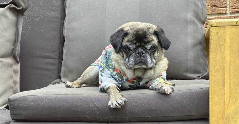 The Subtle Art of Dressing your Pug in Shirt in 30 seconds