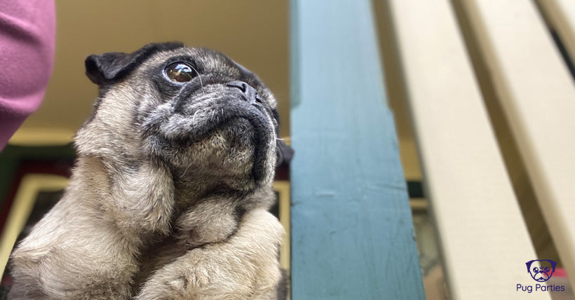 When two Pugs become one; what does the loss of a Pug really have on your fur-family