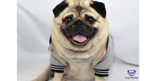 Fawn Pug wearing an ill-fitting jacket