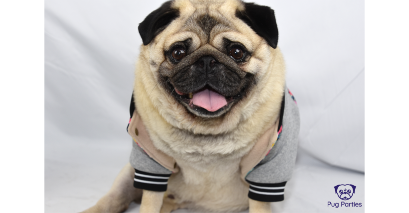 Fawn Pug wearing an ill-fitting jacket