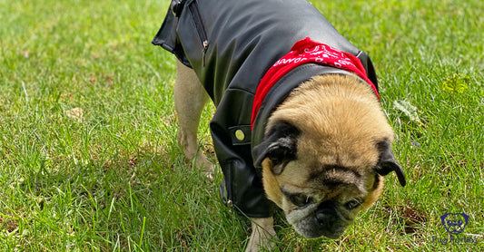 The Subtle Art of Dressing your Pug in a Jacket in 30 seconds