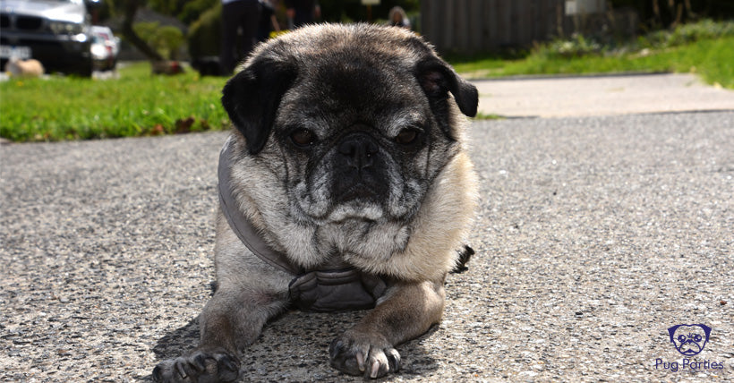Senior fawn pug lying on a footpath looking at the camera