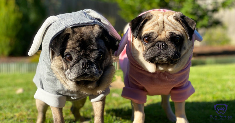 The Subtle Art of Dressing your Pug in a Jumper in 30 seconds