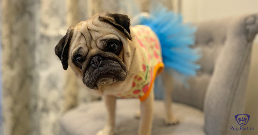 The Subtle art of dressing your Pug in a T-shirt in 30 seconds
