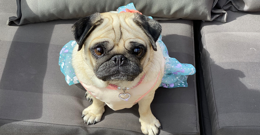 The Subtle Art of Dressing your Pug in a Dress in 30 seconds