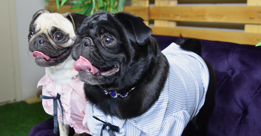 How to shop for your Pug when you're looking for that Pawfect Shirt