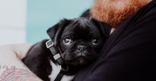 Black Pug Puppy being cuddled by a red bearded man in a black t-shirt