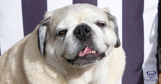 Fawn Pugalier smiling and rolling his tongue to the camera, sitting in front of a black and white striped cushion