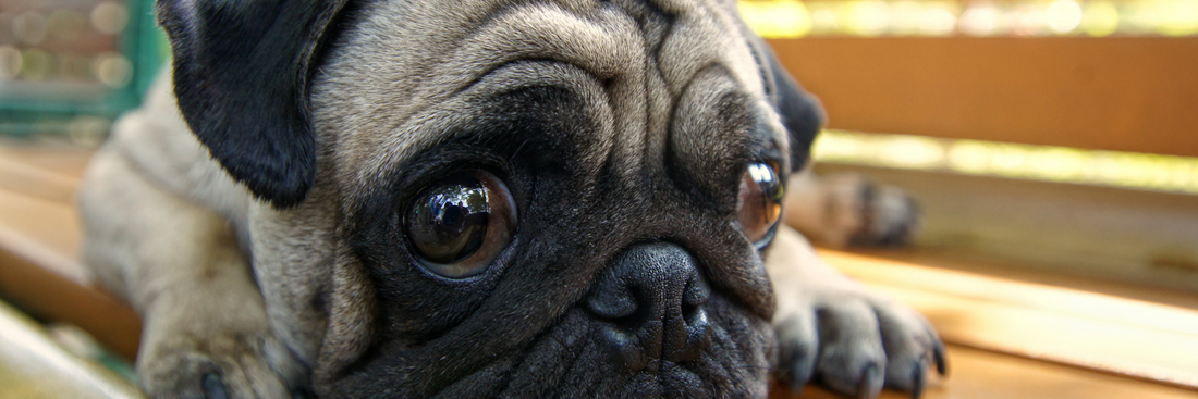 PUG-PAWRENTING: Have you made provisions for your Puggies in your Will?