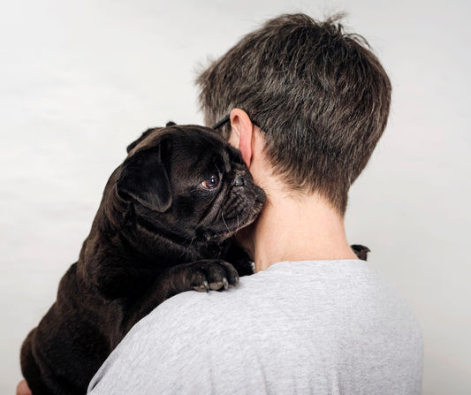 Pug Pawrenting: How to deal with separation anxiety