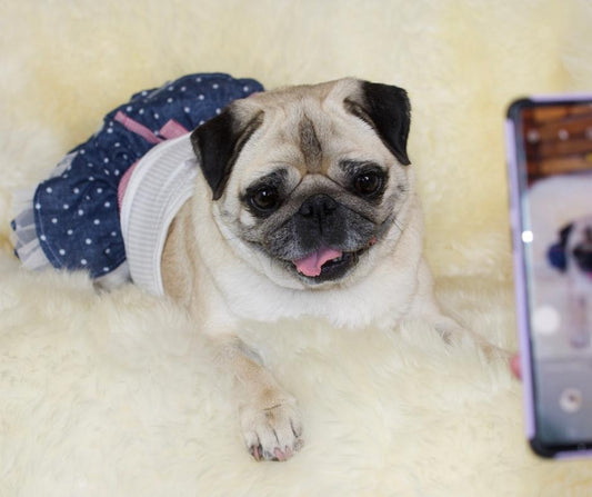 PUG STYLING: Why it's OK to dress your Puggie