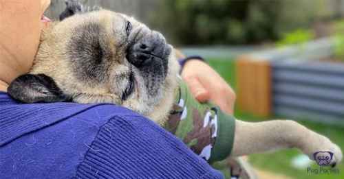 How to shop for your Pug when you're looking for that Pawfect Pyjama
