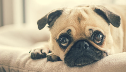 Fawn male pug lying on a chair with puppy dog eyes