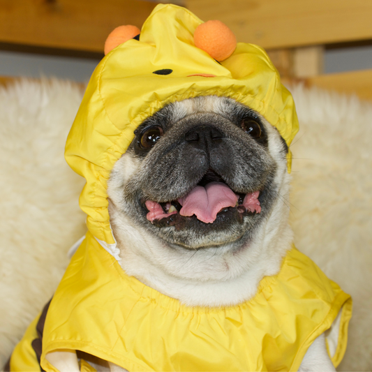 Bumblebee Pug Raincoat