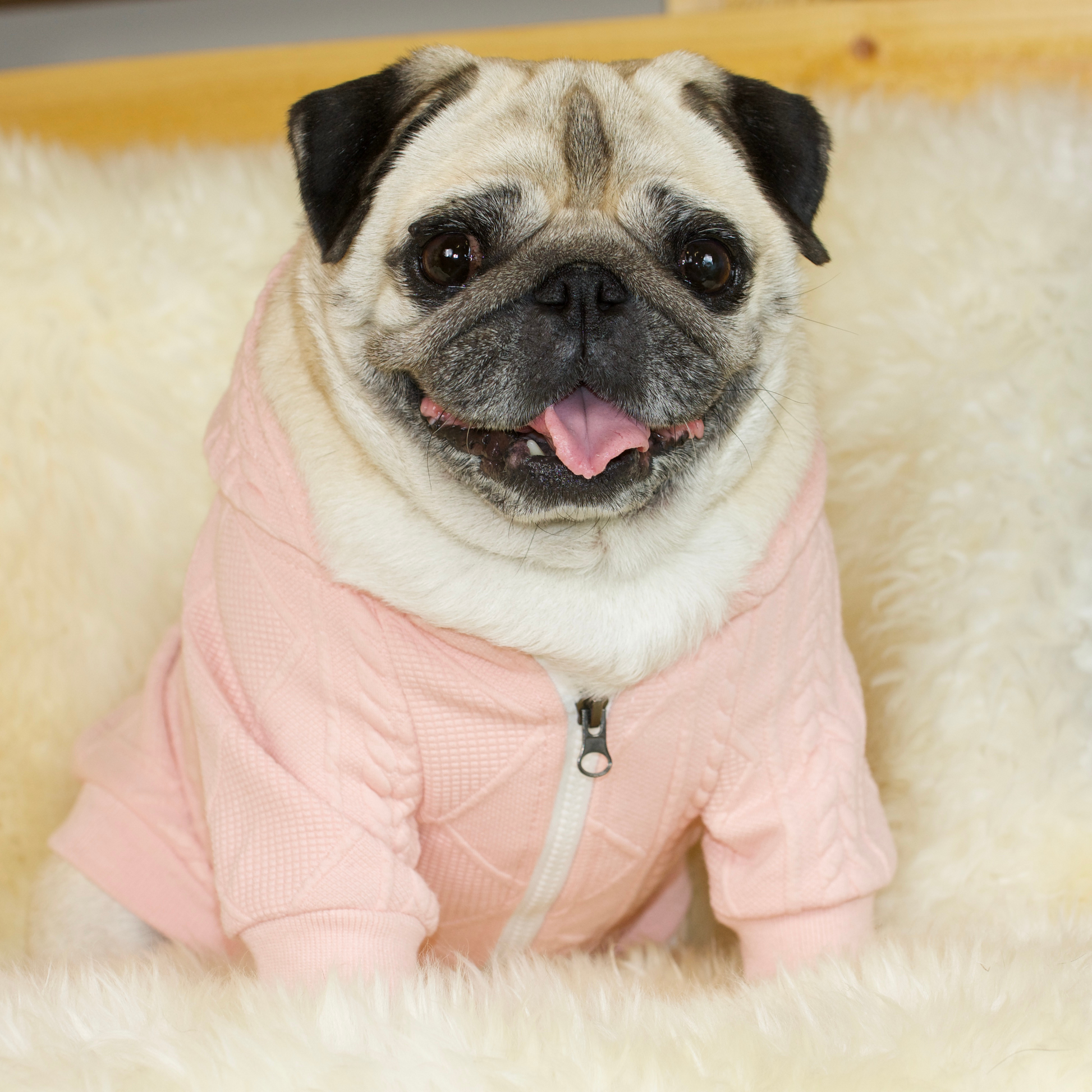 Pug jacket sales