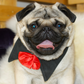 Formal Bowtie Pug Collar