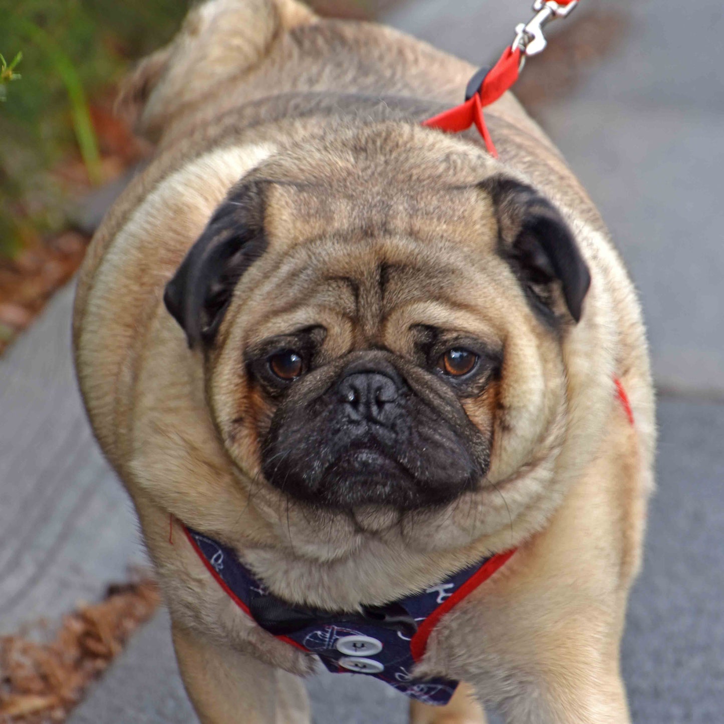 Tuxedo Pug Harness with Lead