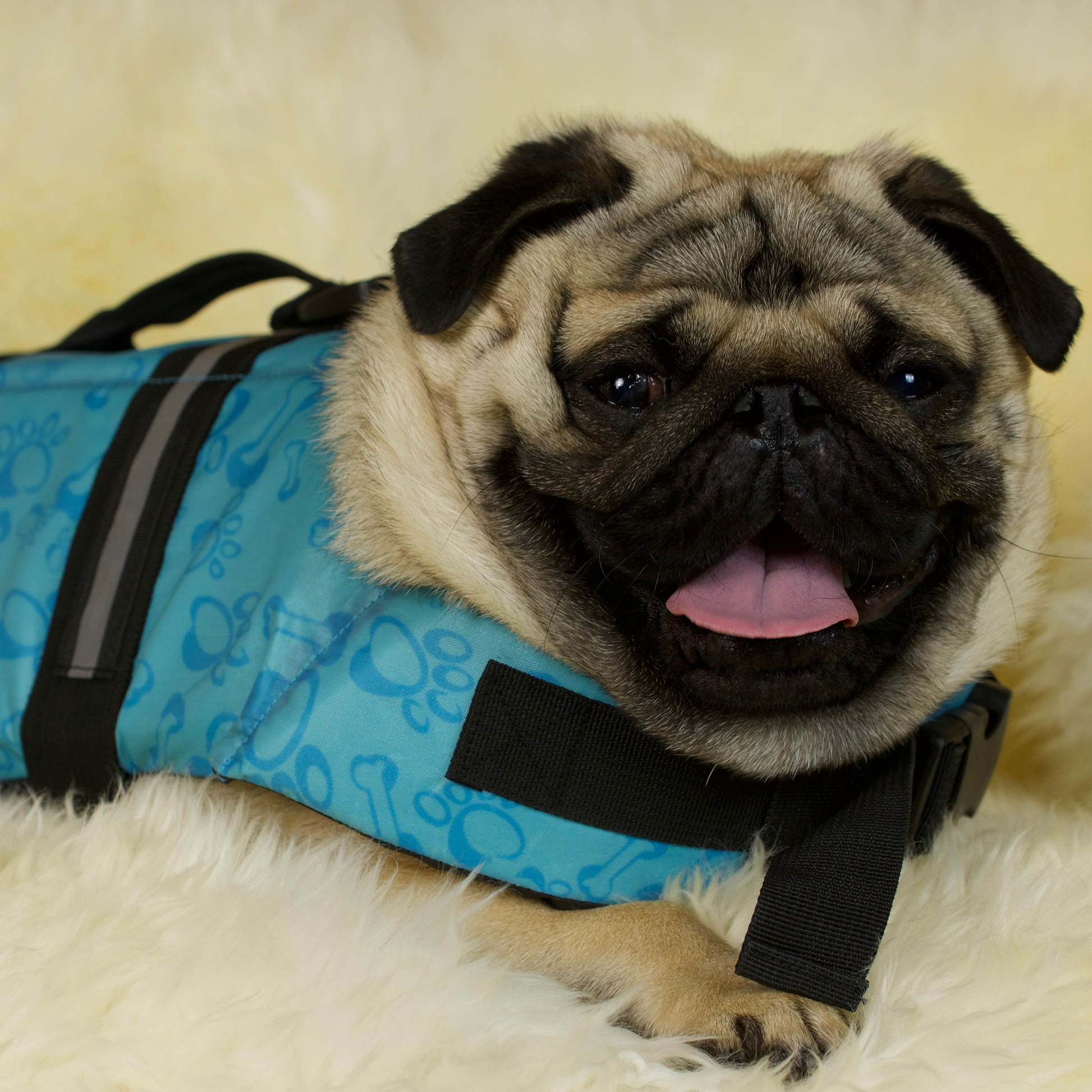 Pug 2025 life jacket