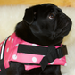 Pug Life Jacket