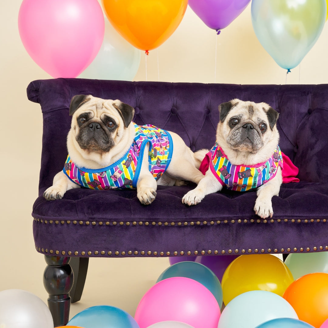 Two fawn pugs relax on a deep purple velvet couch, surrounded by colorful balloons. They are wearing vibrant rainbow-striped outfits decorated with playful cartoon pugs. One pug lies down calmly while the other sits upright, both looking content in the festive party setting.