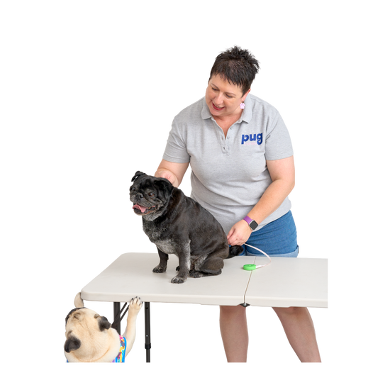 A woman in a grey polo shirt with the word “pug” on it is smiling while measuring a black pug standing on a table. A fawn pug wearing a colorful striped t-shirt with cartoon pug prints stands on its hind legs, reaching up toward the table with curiosity.