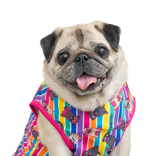 A close-up of a happy fawn-colored pug with big round eyes and its tongue playfully sticking out. The pug is wearing a pugs n stripes outfit featuring vertical rainbow stripes and cartoon pug illustrations, trimmed with bright pink edging.
