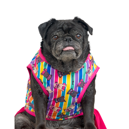 A senior black pug sitting calmly and confidently, wearing a bright rainbow-striped dress adorned with playful cartoon pugs. Her little tongue sticks out slightly, giving her a charming and quirky expression.