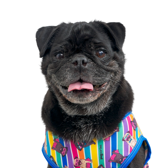 A cheerful black pug with a greying muzzle and tongue slightly out, wearing a vibrant pugs n stripes outfit with vertical rainbow stripes and cartoon pug faces. The outfit is trimmed in bright blue, adding a fun and playful touch to the pug’s happy expression.