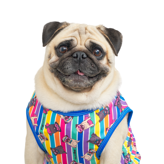 A light fawn-colored pug with a cheerful expression, wearing a vibrant rainbow-striped vest covered in cartoon pug illustrations. The pug is sitting upright, looking directly at the camera with wide eyes and a slight smile.