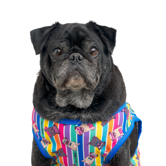 A black male pug wearing a colorful, rainbow-striped t-shirt covered in playful pug illustrations. He looks directly at the camera with a calm, serious expression, showing off his grey muzzle and soulful eyes.
