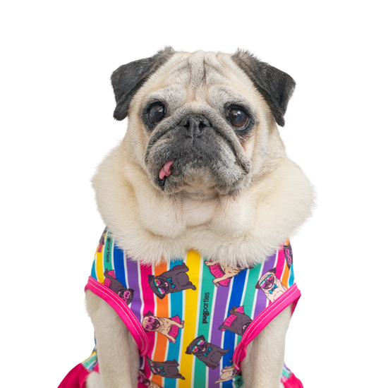 A light fawn senior pug with a slightly tilted head and her tongue gently poking out, sitting upright in a colorful rainbow-striped dress featuring cartoon pugs in sunglasses. Her soulful eyes and relaxed posture give her a sweet and wise expression.