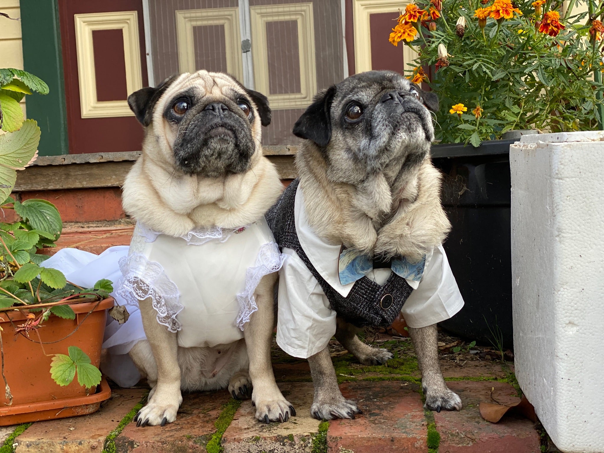 Pug 2025 wedding outfit